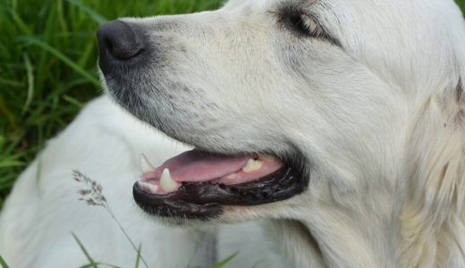 犬の歯磨きの頻度は？やり方や嫌がるときの対処法も解説！