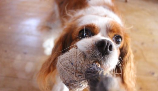 犬の口臭スプレーおすすめ5選！犬の口臭スプレーは手作りできる？