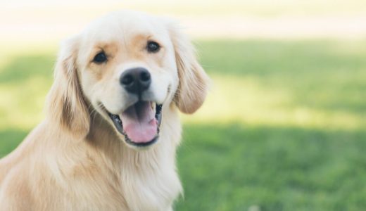 犬の歯磨きジェルおすすめランキング11選【獣医師監修】歯磨きジェルの選び方や磨き方のコツを解説！