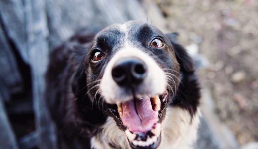 犬に安全な歯磨き粉おすすめランキング17選【獣医師監修｜2025年2月】無添加の安心商品は？