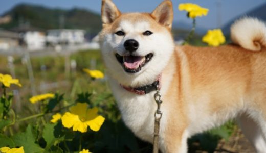 柴犬におすすめのドッグフードランキング19選【獣医師監修】餌の選び方や口コミ・評判も紹介