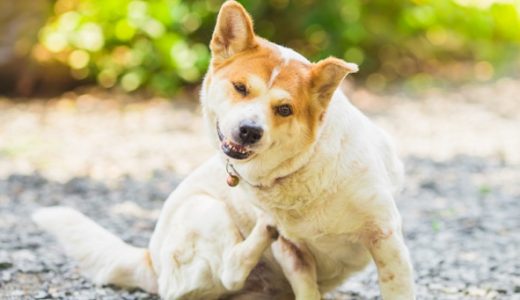 犬の皮膚・食物アレルギー対策に役立つおすすめのドッグフード22選！【獣医師監修】