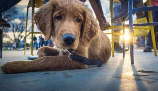 大阪府のドッグカフェ人気おすすめ20選！愛犬店内OKの店舗やレストランも紹介