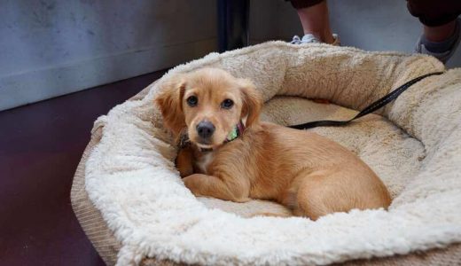 京都のドッグカフェおすすめ20選！犬と触れ合える人気のカフェ・愛犬同伴OKの店舗まで紹介