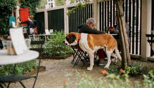 札幌のドッグカフェ人気おすすめ12選！愛犬同伴OKの店舗・レストランも紹介