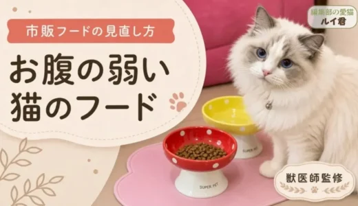 お腹の弱い猫のキャットフードの選び方｜下痢・軟便で受診すべきサインと市販フードの見直し方【獣医師監修】