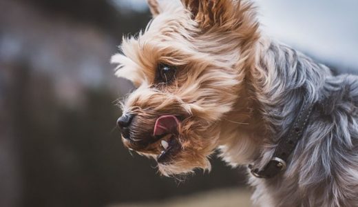 ココグルメの口コミ・評判を紹介！メリット・デメリットや向いている愛犬の特徴も解説