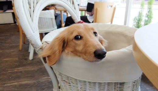 神奈川のドッグカフェ25選！横浜の犬カフェや犬と触れ合えるおしゃれドッグカフェも紹介！