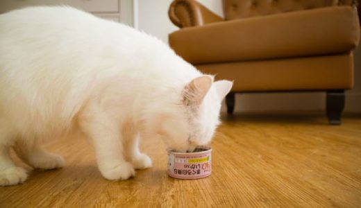 猫用ウェットフードおすすめ安全ランキング20選！総合栄養食・無添加の餌も紹介