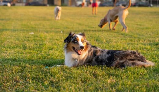 大阪のドッグランおすすめ22選！大型犬でも遊べる人気施設を紹介！