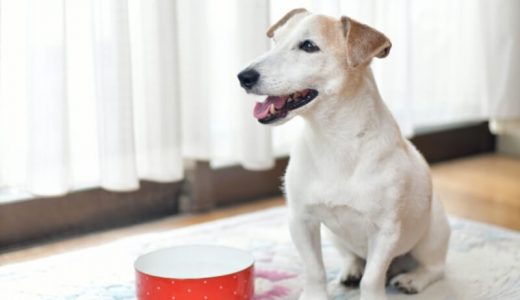 ハイシニア犬用フードおすすめ20選！【獣医師監修】選び方や食が細くなったときの与え方も解説！