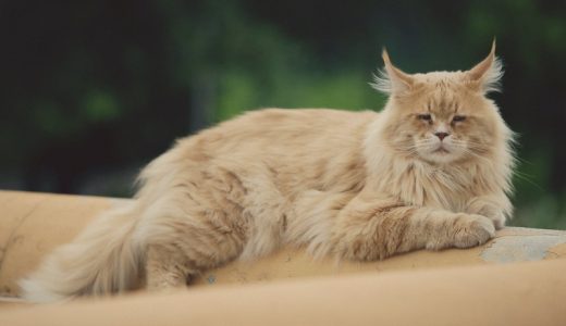 メインクーン向けキャットフードおすすめ12選&口コミ！子猫向けフードや大きく育てるコツも紹介