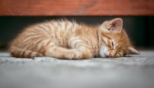 小粒のキャットフードおすすめ14選！シニア・子猫のおすすめは？