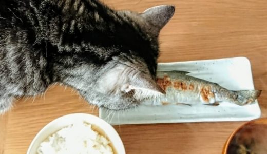 魚のみのキャットフードおすすめ人気ランキング8選！アレルギー対策や食べちゃダメな魚についても解説！