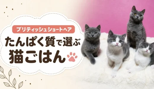 ブリティッシュショートヘア向けキャットフードおすすめランキング9選＆口コミ！エサの量や子猫の食事も解説