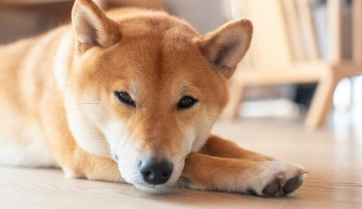 秋田犬向けドッグフードおすすめ人気ランキング15選＆口コミ！【獣医師監修】食べないときの対処法や手作りごはんも紹介！