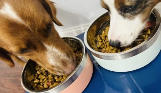 鶏肉不使用のおすすめドッグフード11選！人気の理由や選ぶポイントを解説