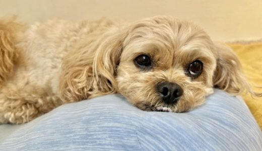 ミックス犬向けドッグフードおすすめ人気ランキング11選＆口コミ！【獣医師監修】