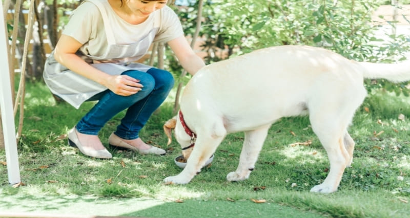 犬と人間