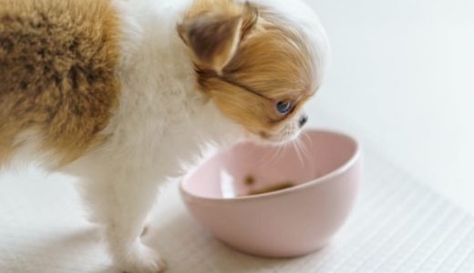 食ふん防止におすすめのドッグフード11選！【獣医師監修】子犬がうんちを食べる理由や対処法も解説！