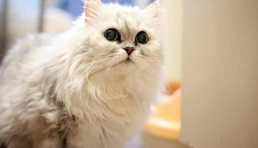 ペルシャ向けキャットフードランキング8選と口コミ！子猫向けの餌やご飯の量も解説