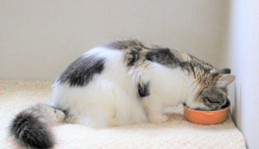 猫の膀胱炎対策に役立つおすすめキャットフード14選！選び方や与える際の注意点を解説