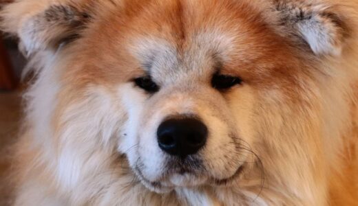 チャウチャウ向けドッグフードおすすめ16選！愛犬に合わせた選び方紹介！