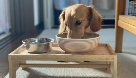 ドッグフードの選び方を徹底解説！愛犬に合ったフードを見つける方法&おすすめ商品紹介