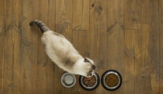 キャットフードの選び方の基本を解説！原材料の確認事項もチェック