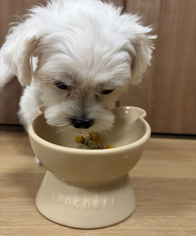 ご飯を食べる