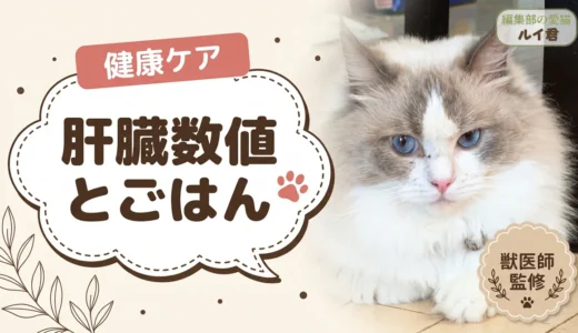 猫の肝臓数値が高いと言われたら？食事でできること・できないこと【獣医師監修】