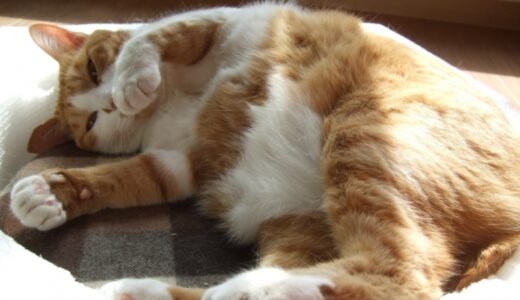 猫を太らせたい飼い主さんにおすすめのキャットフード7選！選び方や体型チェック方法も解説
