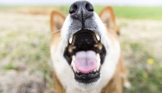 歯磨き粉は犬には危険？人間用歯磨き粉の危険性とおすすめ商品11選を紹介