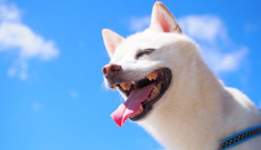 犬の歯石を溶かすのに役立つ歯磨き粉の選び方解説！安全第一のおすすめアイテムも紹介