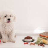 dogfood