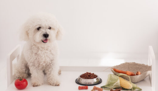 愛犬の便秘が心配な飼い主におすすめなドッグフード12選！今すぐできる対策も解説