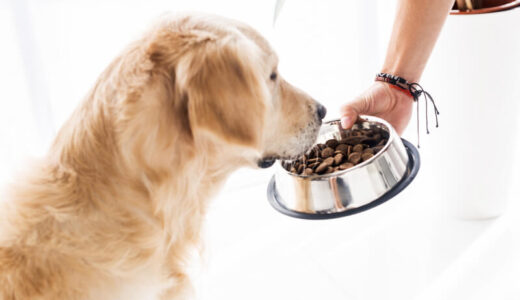 犬がドッグフードを食べない時の対処法を解説！わがままか見分けるコツも紹介