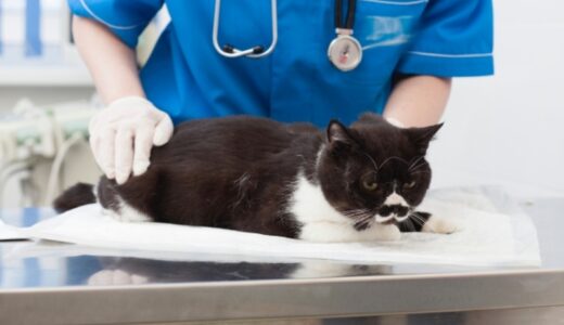 愛猫の糖尿病が不安な飼い主におすすめのキャットフード11選！与える際の注意点も解説