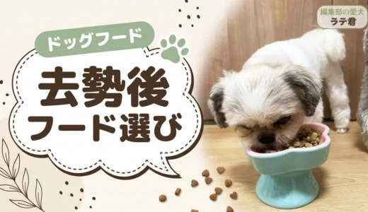 去勢・避妊後の犬におすすめのドッグフード8選｜切り替え時期と「いつまで続けるか」も解説