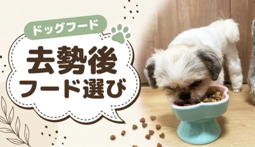 去勢・避妊後の犬におすすめのドッグフード8選｜切り替え時期と「いつまで続けるか」も解説