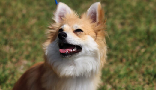 ポメチワ向けドッグフードおすすめ12選！給餌量の目安やフードを食べない時の対処法も解説