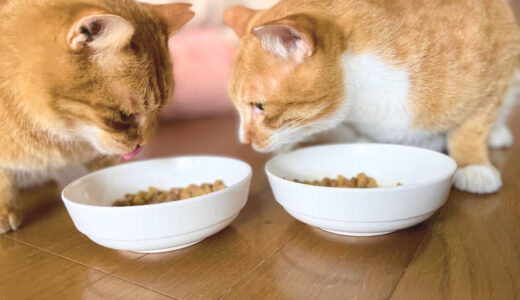 おすすめしないキャットフードの危険な特徴6つ！良くない理由と市販で安全な商品ランキング
