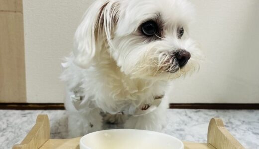 返金保証があるドッグフードはどれ？保証制度の基本からおすすめフードまで徹底解説