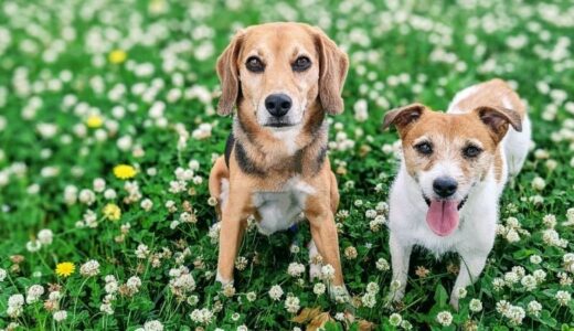 心臓病対策に役立つ犬用フード14選！商品の選び方をマスターして愛犬のフードを選ぼう