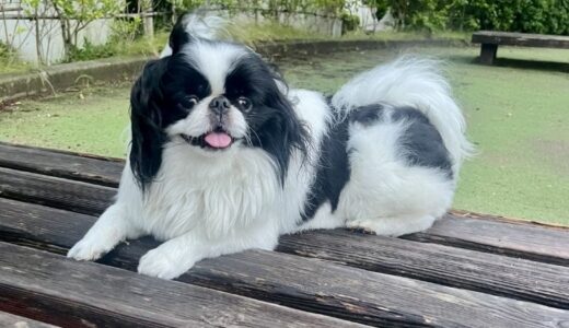 狆におすすめのドッグフード17選！愛犬が喜ぶフードの選び方や与える際の注意点を解説！