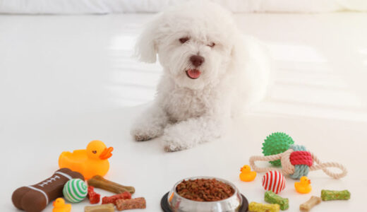 犬が必ず食べるドッグフードは存在しない？食欲不振時に試したい市販フードの探し方を解説