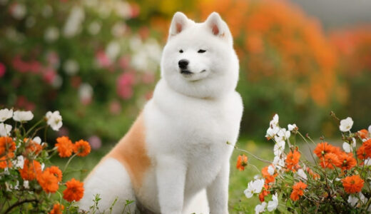 北海道犬向けのおすすめドッグフード9選！ライフステージ別の選び方も解説