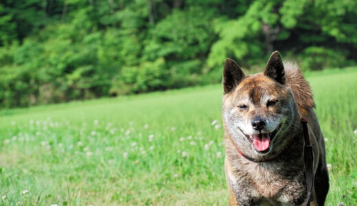 甲斐犬向けのおすすめドッグフード11選！犬種の特性に合わせたフードの選び方も解説