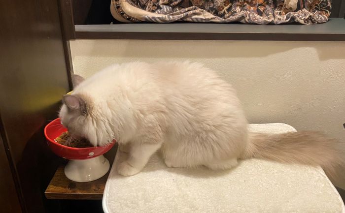 アランズナチュラル実食