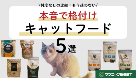 【忖度なし比較】飼い主も実食！人気プレミアムキャットフード5選を本音で格付けレビュー